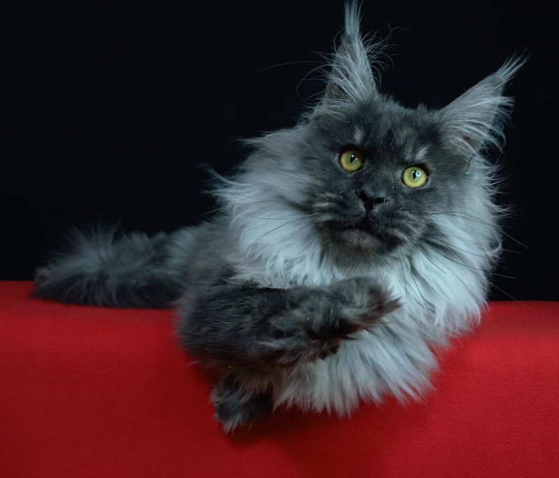 Kiss Akbars - Kitten maine-coon 6 months 3.5 weeks