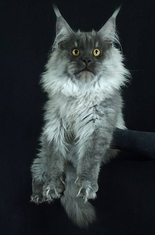 Kiss Akbars - Kitten maine-coon 6 months