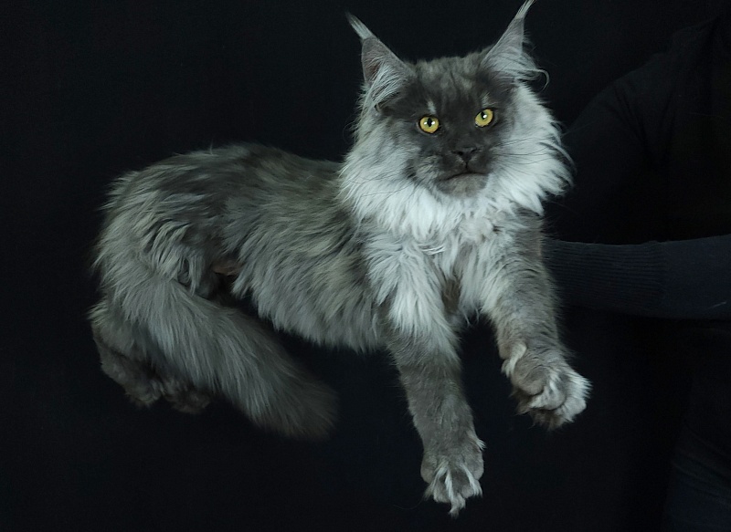 Kiss Akbars - Kitten maine-coon 6 months