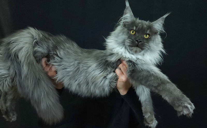 Kiss Akbars - Kitten maine-coon 6 months