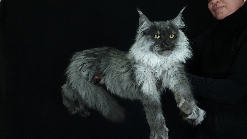 Kiss Akbars - Kitten maine-coon 6 months