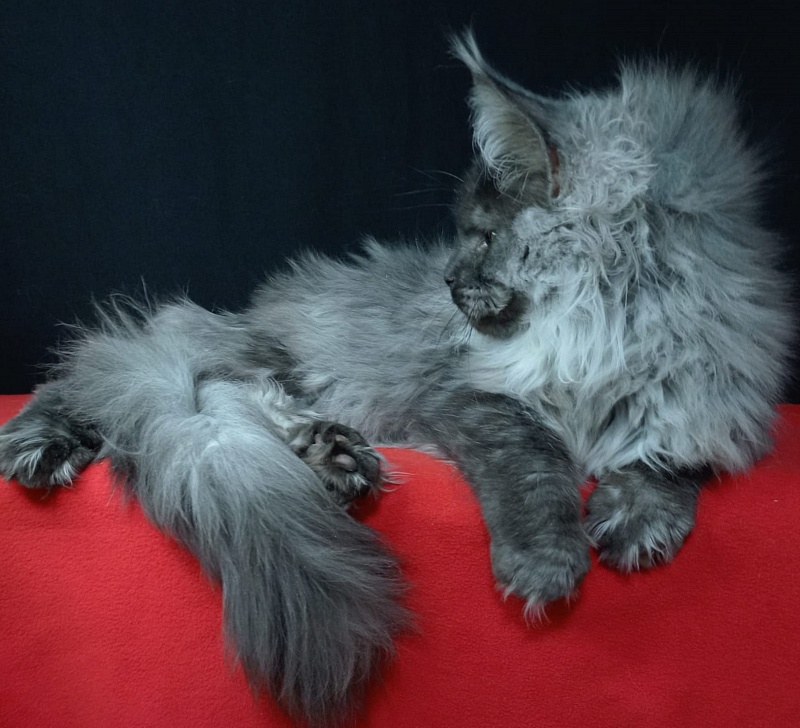 Kiss Akbars - Kitten maine-coon 6 months 3.5 weeks