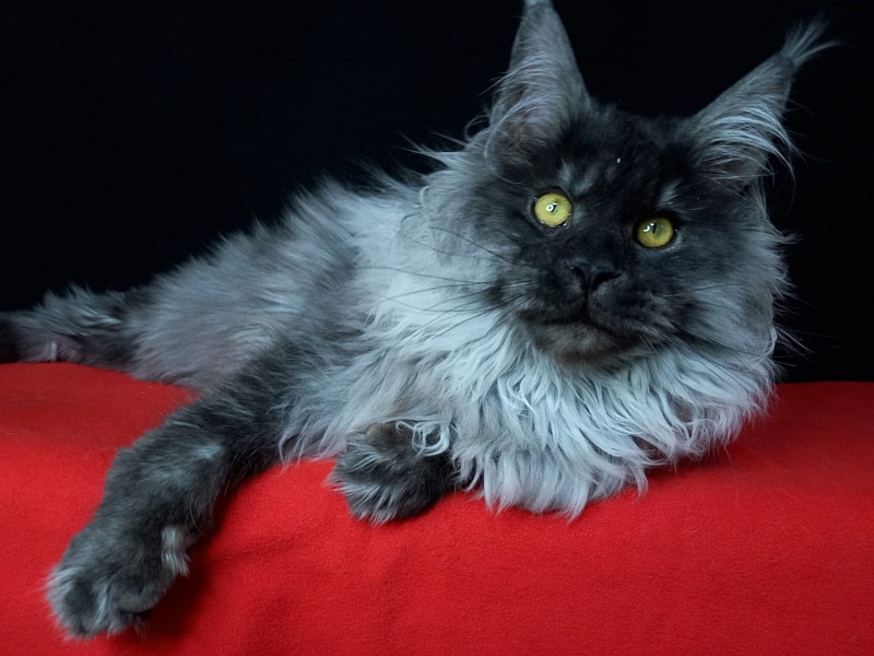 Kiss Akbars - Kitten maine-coon 6 months 3.5 weeks