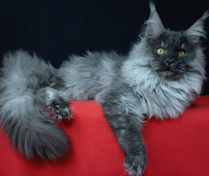 Kiss Akbars - Kitten maine-coon 6 months 3.5 weeks