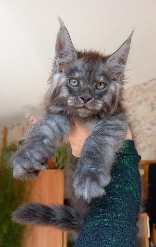 Kiss Akbars - Kitten maine-coon 2 months