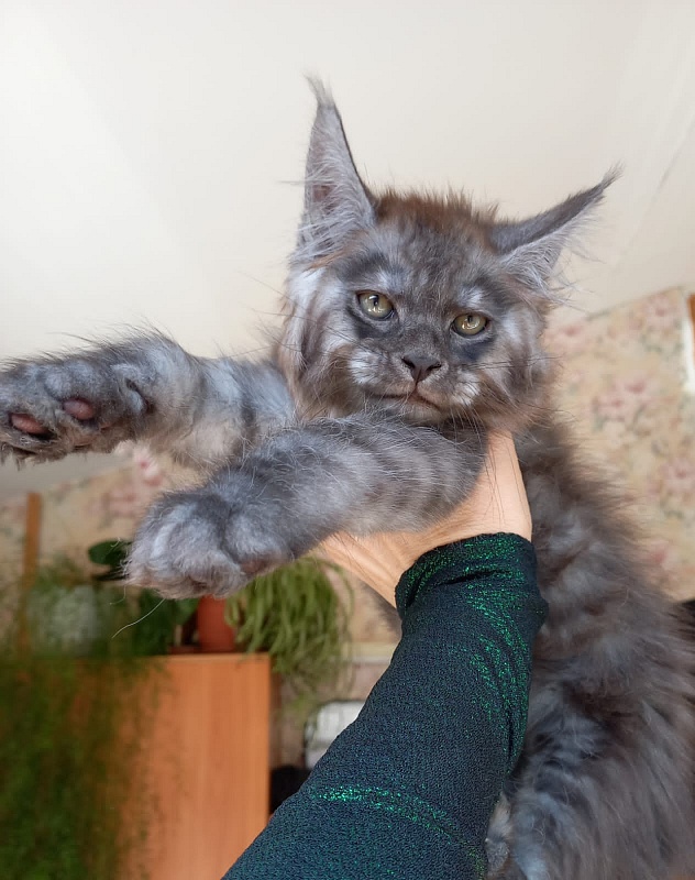 Kiss Akbars - Kitten maine-coon 2 months