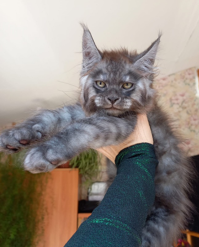 Kiss Akbars - Kitten maine-coon 2 months