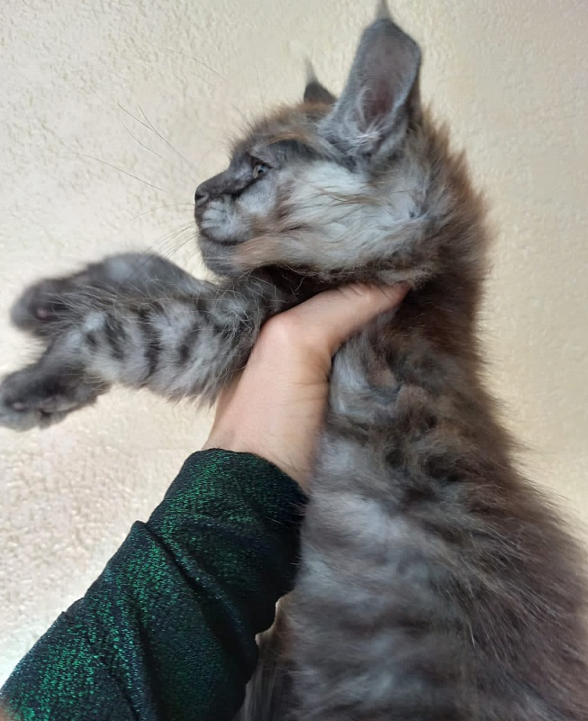 Kiss Akbars - Kitten maine-coon 2 months