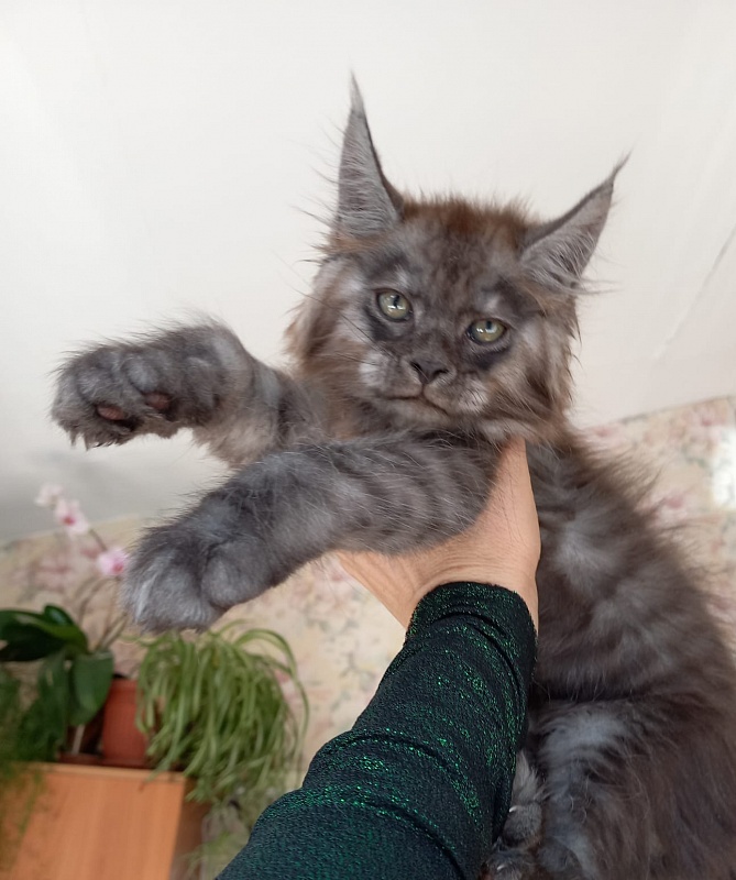 Kiss Akbars - Kitten maine-coon 2 months