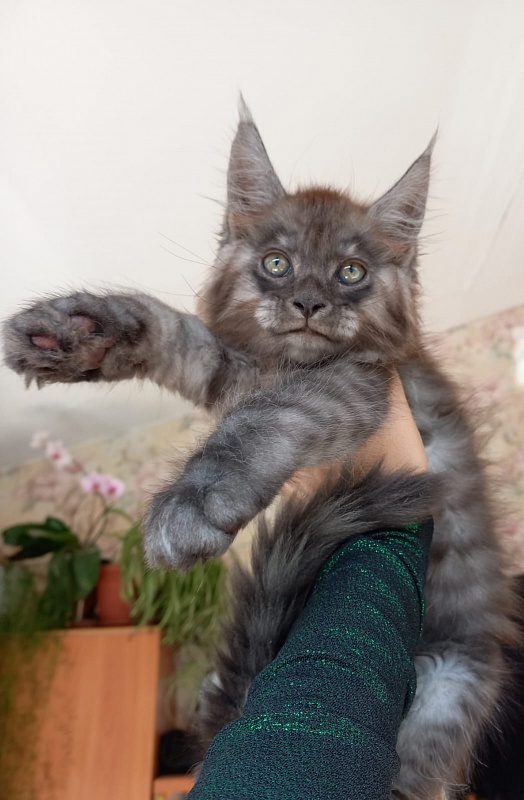 Kiss Akbars - Kitten maine-coon 2 months