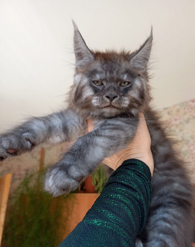 Kiss Akbars - Kitten maine-coon 2 months