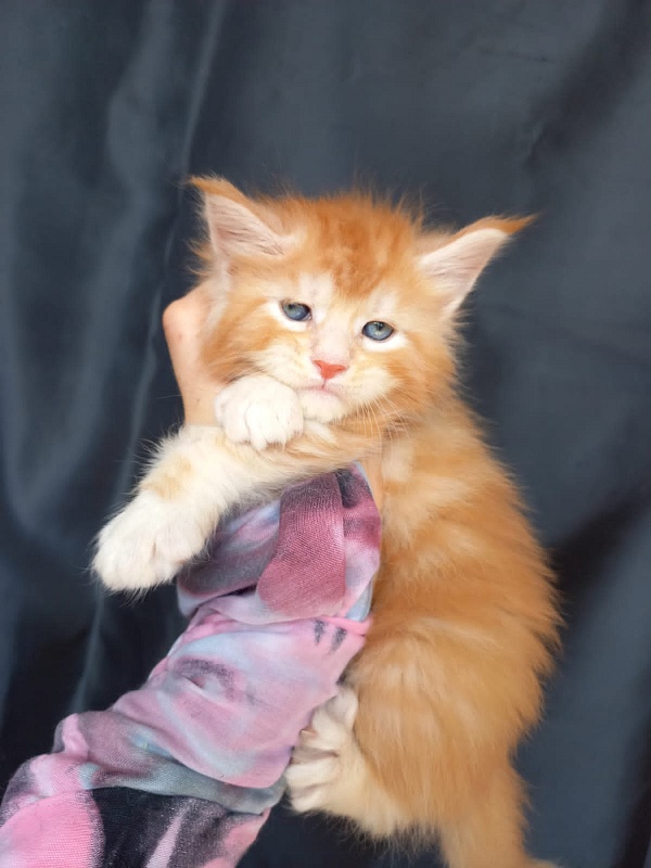 Kastus Akbars - Kitten maine-coon 4 weeks