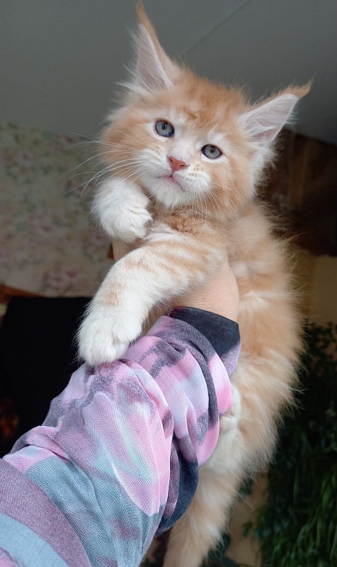 Kastus Akbars - Kitten maine-coon 1 month 1.5 week