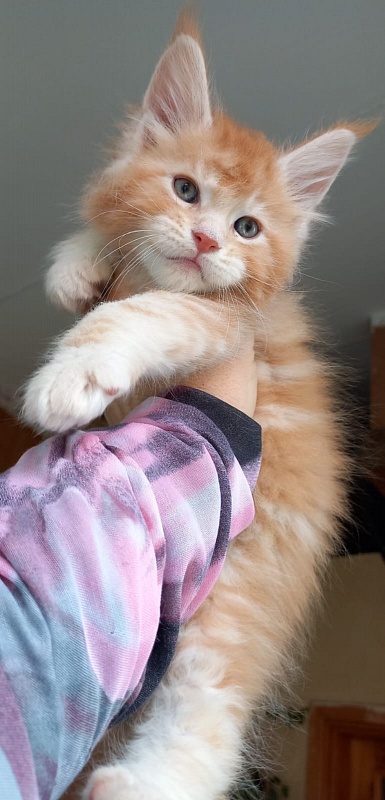Kastus Akbars - Kitten maine-coon 1 month 1.5 week