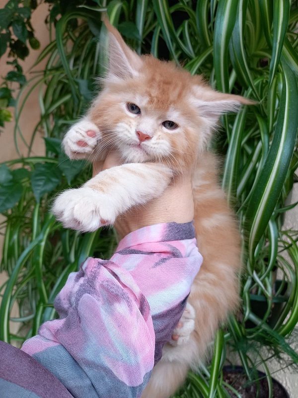 Kastus Akbars - Kitten maine-coon 1 month 1.5 week