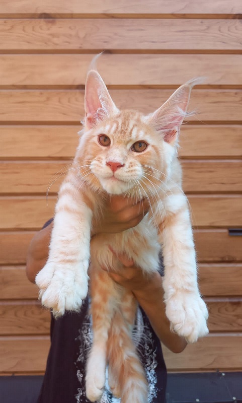 Kastus Akbars - Kitten maine-coon 3 months