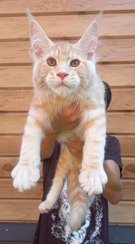 Kastus Akbars - Kitten maine-coon 3 months