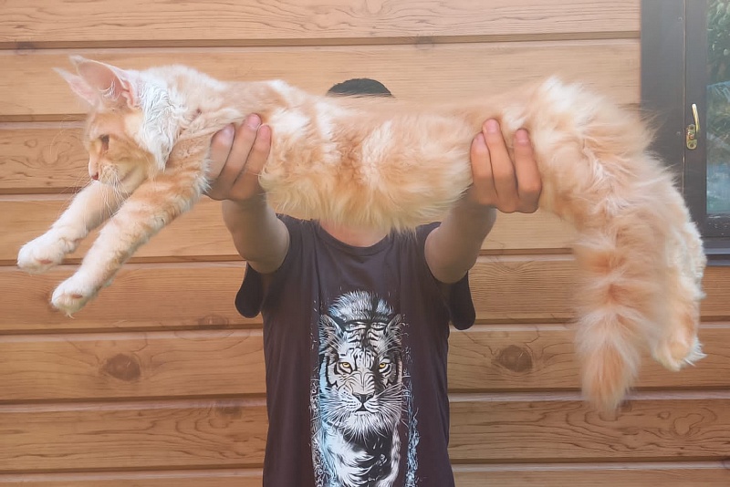 Kastus Akbars - Kitten maine-coon 3 months