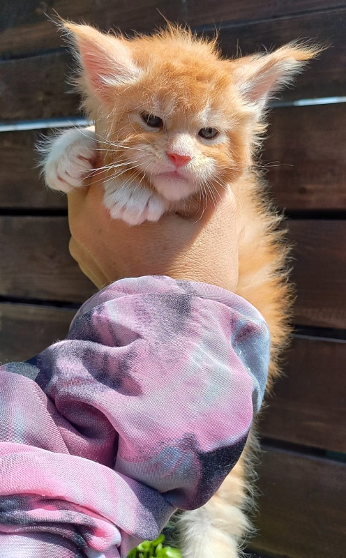 Kastus Akbars - Kitten maine-coon 4 weeks