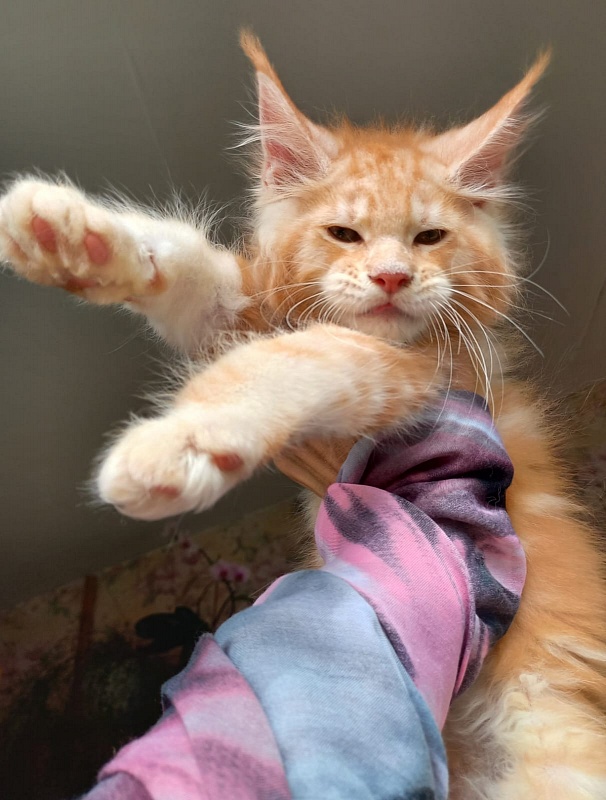 Kastus Akbars - Kitten maine-coon 2 months