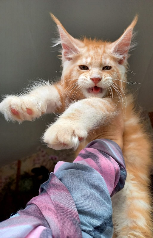 Kastus Akbars - Kitten maine-coon 2 months
