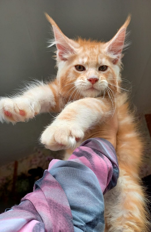 Kastus Akbars - Kitten maine-coon 2 months