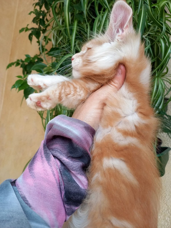 Kastus Akbars - Kitten maine-coon 2 months