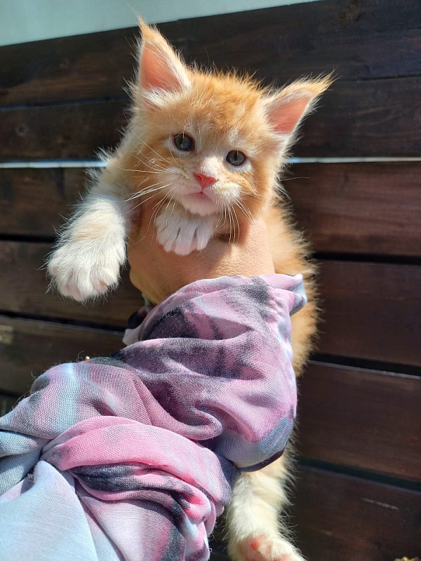 Kastus Akbars - Kitten maine-coon 4 weeks