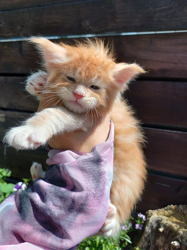 Kastus Akbars - Kitten maine-coon 4 weeks