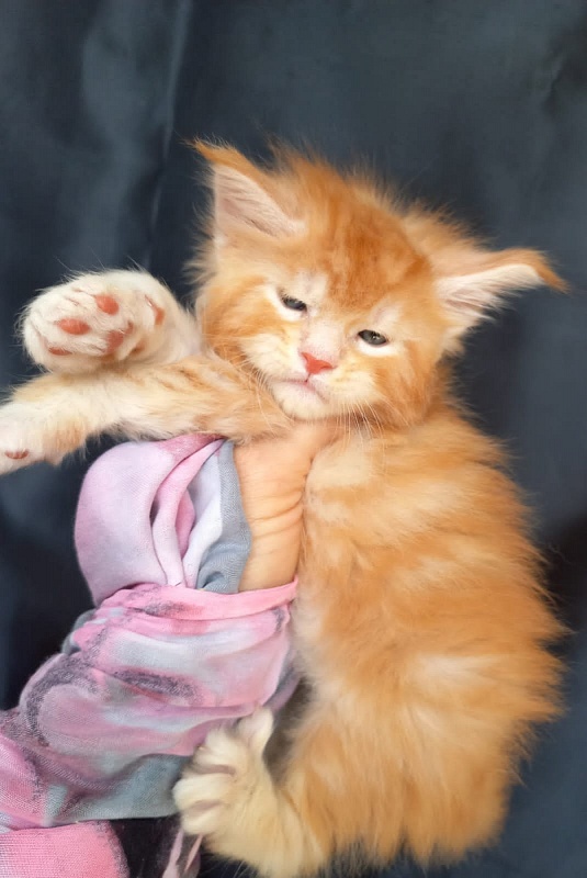 Kastus Akbars - Kitten maine-coon 4 weeks