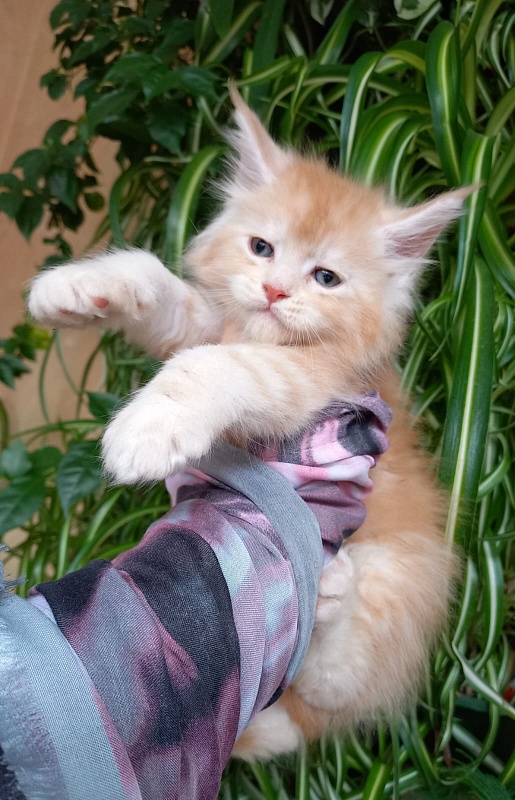 Kastus Akbars - Kitten maine-coon 1 month 1.5 week