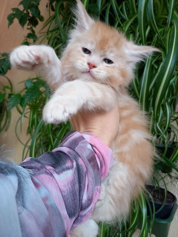 Kastus Akbars - Kitten maine-coon 1 month 1.5 week