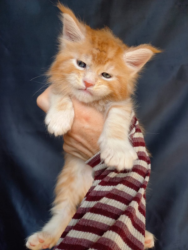 Kasper Akbars - Kitten maine-coon 4 weeks