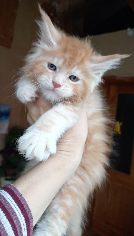 Kasper Akbars - Kitten maine-coon 1 month 1.5 week