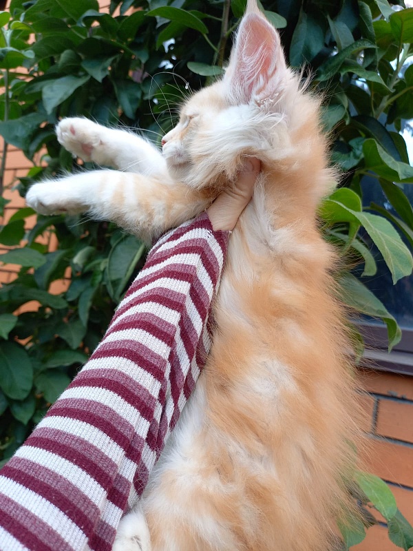 Kasper Akbars - Kitten maine-coon 2 months