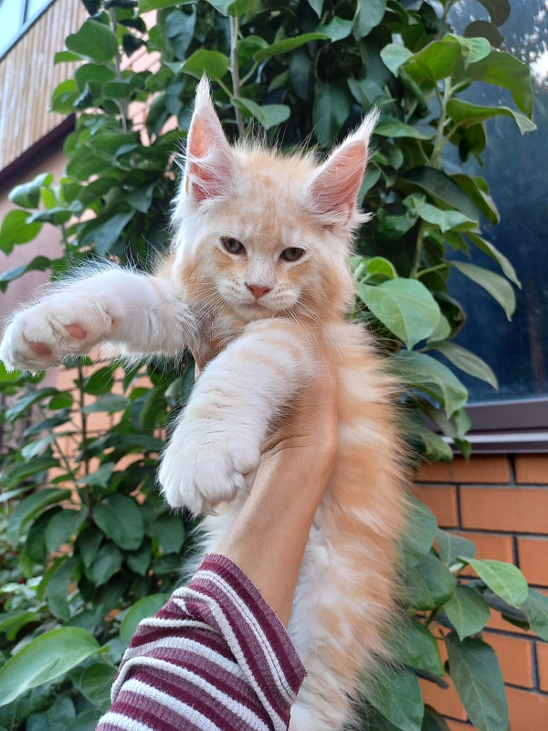 Kasper Akbars - Kitten maine-coon 2 months