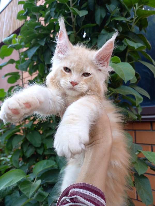 Kasper Akbars - Kitten maine-coon 2 months