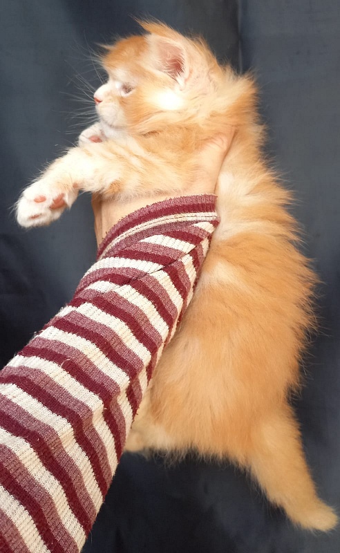 Kasper Akbars - Kitten maine-coon 4 weeks