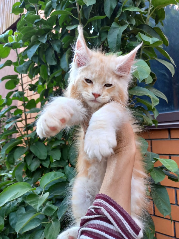 Kasper Akbars - Kitten maine-coon 2 months