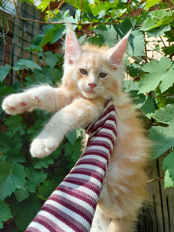 Kasper Akbars - Kitten maine-coon 2 months