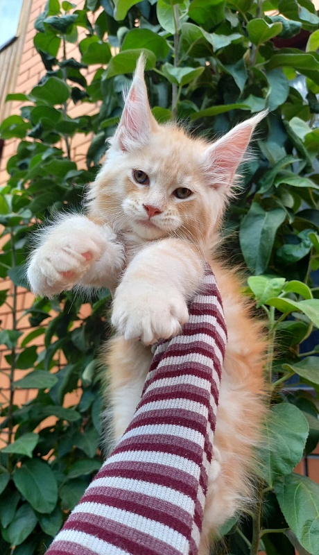 Kasper Akbars - Kitten maine-coon 2 months