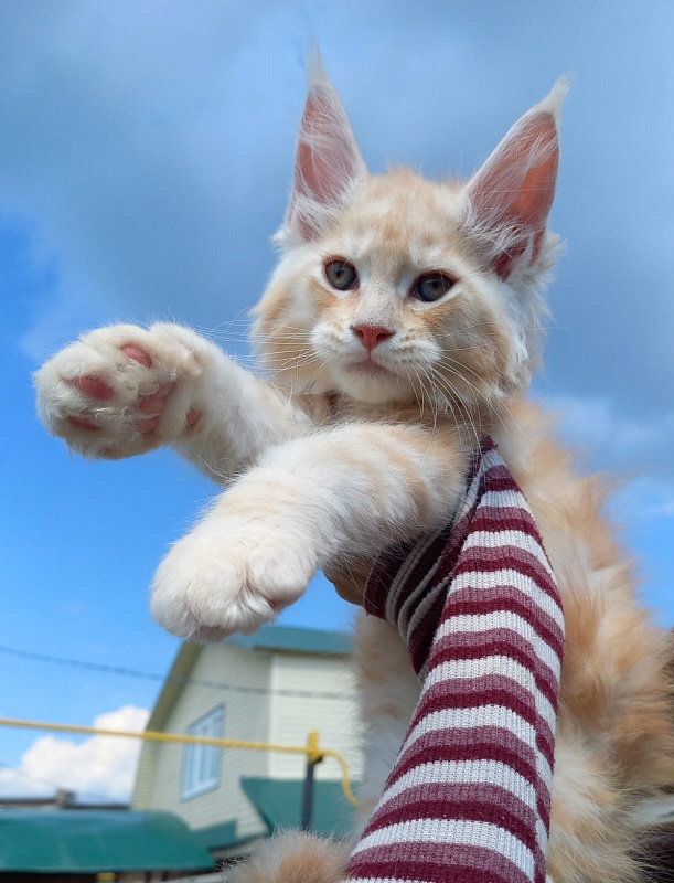 Kasper Akbars - Kitten maine-coon 2 months