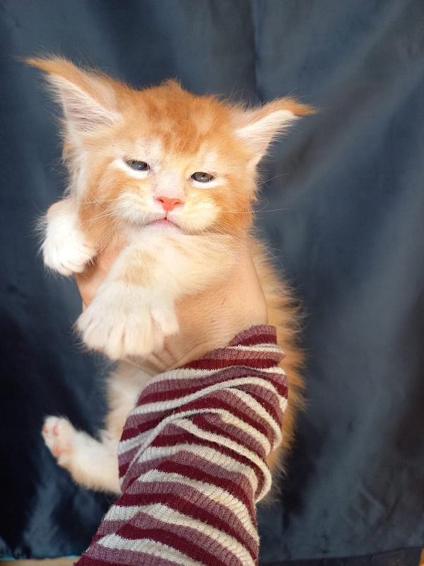 Kasper Akbars - Kitten maine-coon 4 weeks