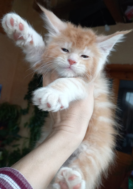 Kasper Akbars - Kitten maine-coon 1 month 1.5 week