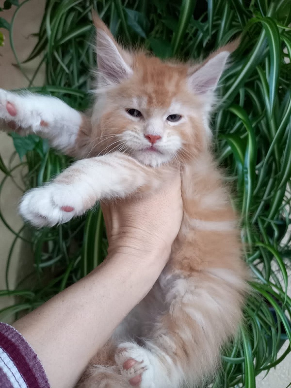 Kasper Akbars - Kitten maine-coon 1 month 1.5 week