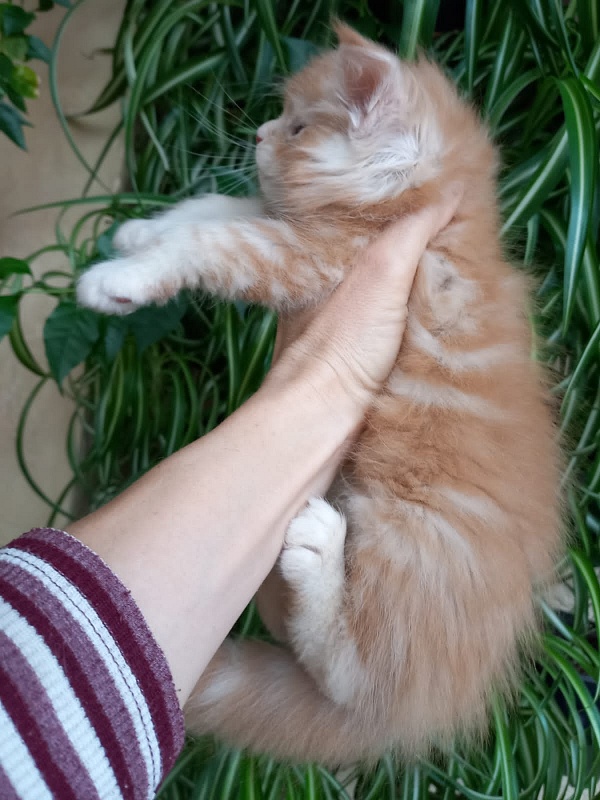 Kasper Akbars - Kitten maine-coon 1 month 1.5 week