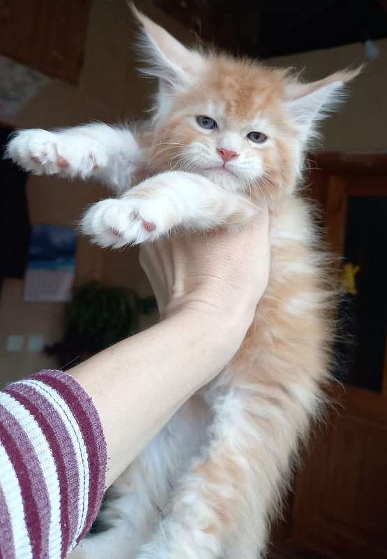 Kasper Akbars - Kitten maine-coon 1 month 1.5 week