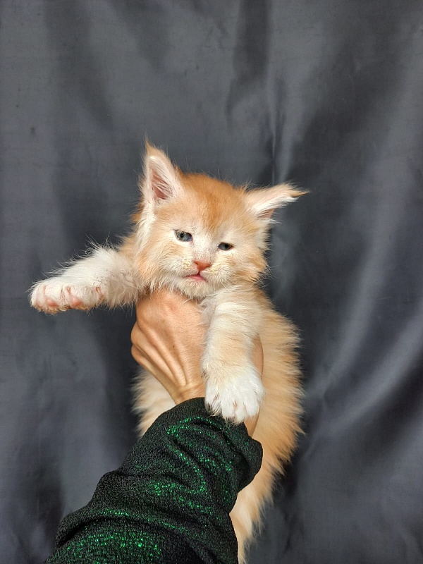 Kai Akbars - Kitten maine-coon 4 weeks