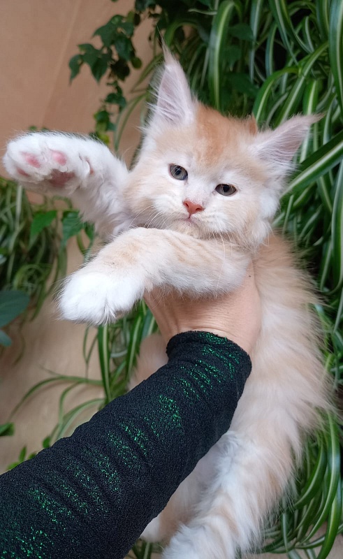Kai Akbars - Kitten maine-coon 1 month 1.5 week