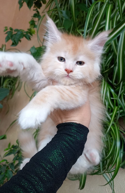 Kai Akbars - Kitten maine-coon 1 month 1.5 week